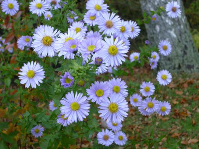 27.10.07_003kl.22_Aster_unbekannte_Schone.JPG