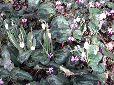 Cyclamen und Galanthus