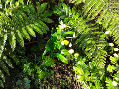 Eranthis und Galanthus