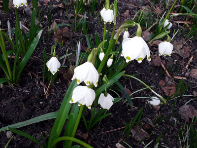 Leucojum vernum