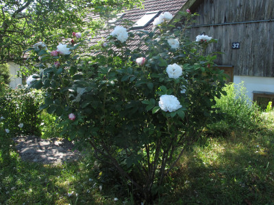 louisebugnet171.img.JPG