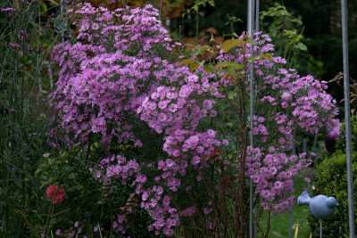 Herbstastera1808jpg.jpg