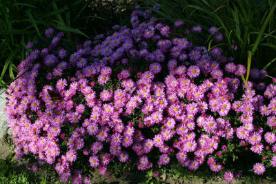 Herbstaster1308jpg.jpg