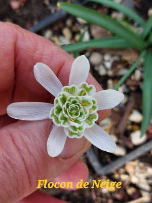 Flocon de Neige , endlich mal eine Blüte so wie es sein sollte !