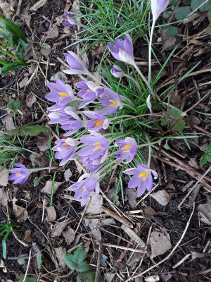 Elfenkrokusse