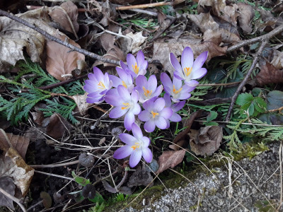 Crocus tommasianus