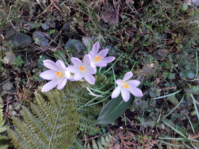 Frühlingskrokusse