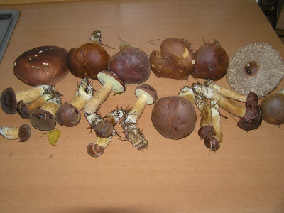 pilze121008.jpg