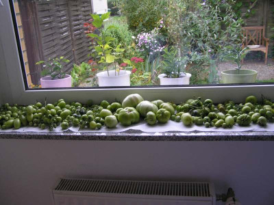 gruenetomaten1210.jpg