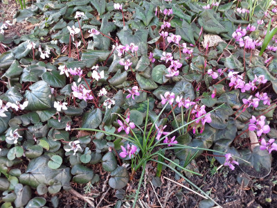 Cyclamen coum