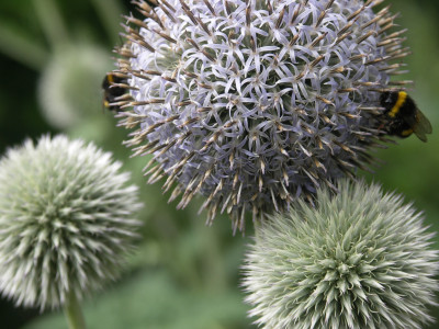 Echinops shaerocephalus2.JPG