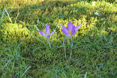 Crocus tommasinianus 'Roseus'