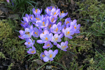 Crocus tommasinianus