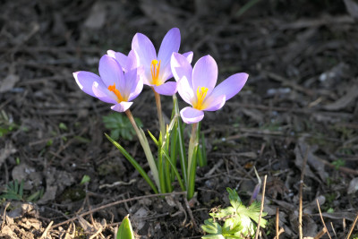 Krokus unbekannt