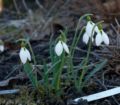 DSC_9520_DxO.jpg