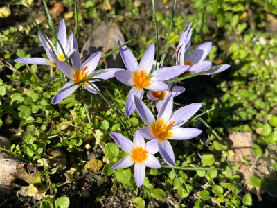 Crocus biflorus