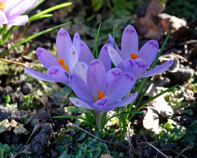 DSC_9522_DxO.jpg