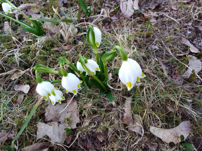 Mit gelben Blütenspitzen
