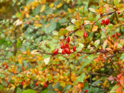 12.Oktober_2008_001kl.17_Berberitze_Herbstlaub.JPG