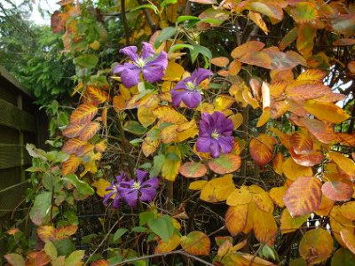 12.Oktober_2008_054kl._lila_Clematis_mit_Herbstlaub.JPG