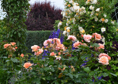 Rose-ScentedWhisper.16-2.jpg