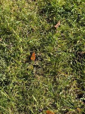 IMG_7469.jpeg