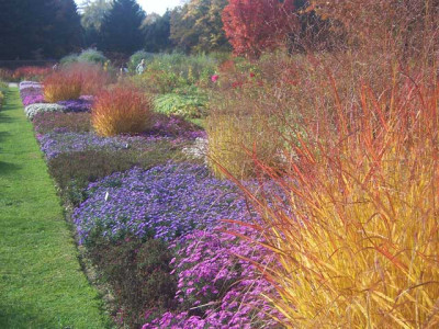 Aster_dumPanicum01_web.jpg