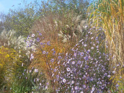 Aster_laevis01_web.jpg