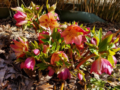 Helleborus 99-e-01 2.jpg