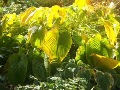 Hosta_HF_web.jpg