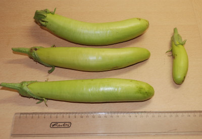 green_goddess_eggplant.JPG