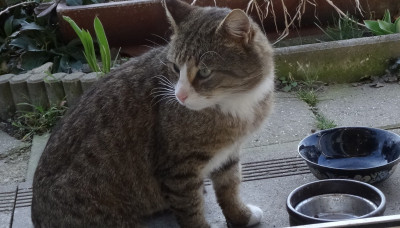 willi_01.jpg