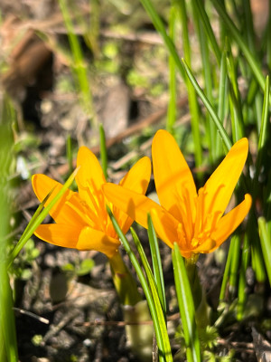 Colchicum luteum