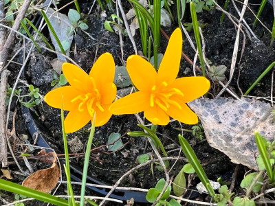 Colchicum luteum