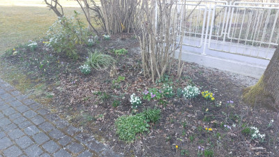 Galanthus, Eranthis, Crocus u.a