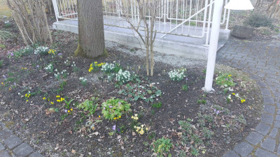 Schneeglöckchen, Winterlinge u.a.