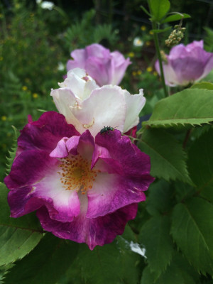 IMG_3134.jpeg