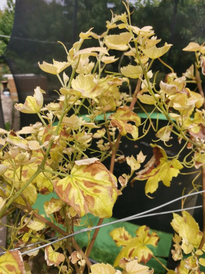 Rebe MN Chlorose Detail.jpeg