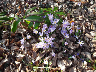 Elfenkrokusse