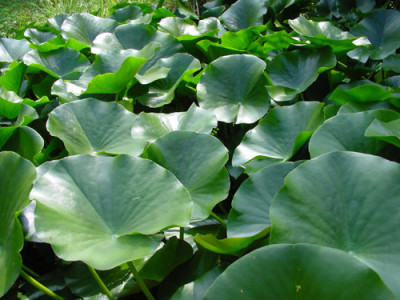 lotus_muenchen.jpg