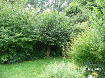 garten.2suedwesten.08.08.jpg