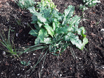 Arum italicum