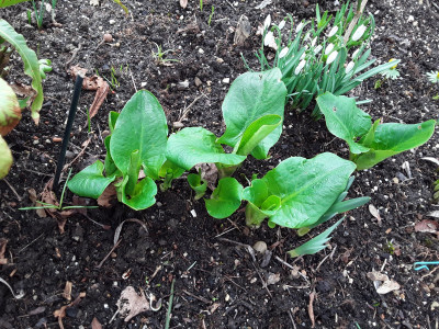Arum maculatum