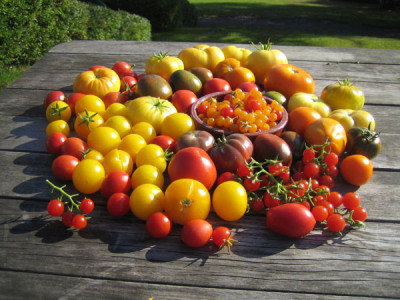 tomatenernte_12_Okt_08_1071.jpg