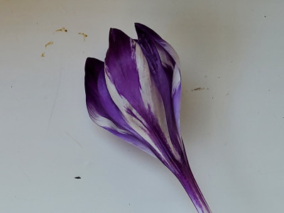 Crocus tom. Virus-stabil Ostseite re.v.C.heuff. .jpg