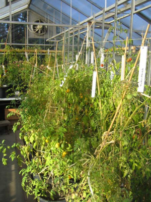 tomatenhaus_1035.jpg