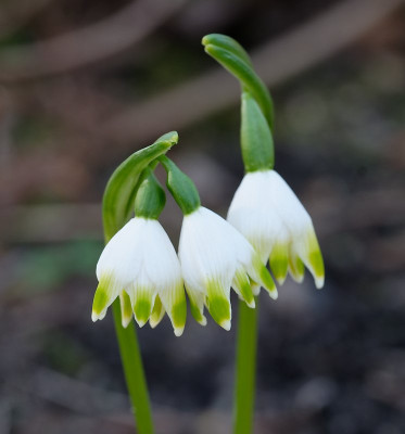 DSC_9538_DxO.jpg