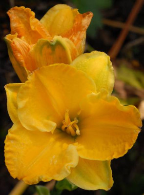 Hemerocallis_Golden_Tycoon-0127-klein.jpg
