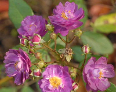 Rose_Baby_Faurax-0136-klein.jpg