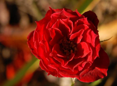 Rose_Red_Rascal-0137-klein.jpg